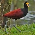 Sample 1 – Northern jacana