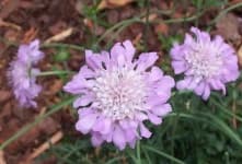 Sample 1 – Pincushion flower