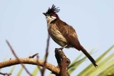 Sample 4 – Bulbul
