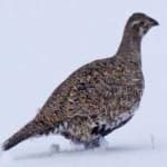 Sample 2 – Greator sage grouse