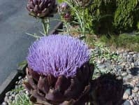 Sample of Artichoke flower