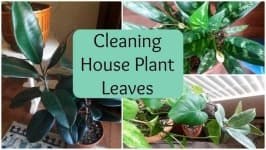 Sample 2 – House plant