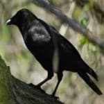 Sample 3 – Crow
