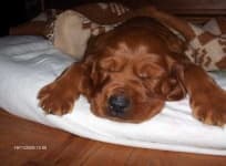 Sample 6 – Irish setter