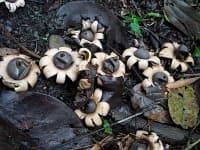 Sample 2 – Earthstar