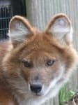 Sample 3 – Dhole