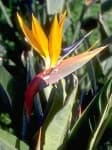 Sample 11 – Bird of paradise flower