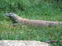 Sample 6 – Komodo dragon