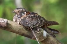 Sample 4 – Nightjar