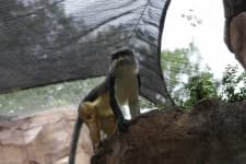 Sample 6 – Guenon