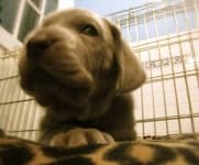 Sample 3 – Weimaraner