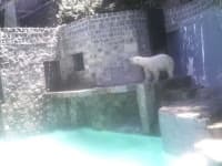 Sample 6 – Polar bear