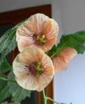 Sample 2 – Mallow
