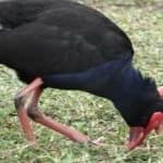 Sample 5 – Purple swamphen