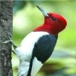 Sample 6 – Red headed woodpecker