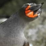 Sample 2 – Crested auklet