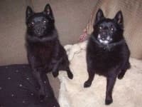 Sample 6 – Schipperke