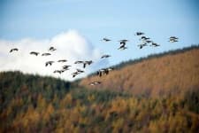 Sample 4 – Animal migration