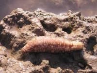 Sample 3 – Sea cucumber