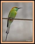 Sample 5 – Bee eater