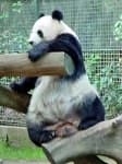 Sample 4 – Giant panda