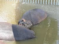 Sample 2 – Hippopotamus