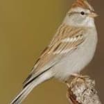 Sample 2 – Chipping sparrow