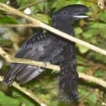 Sample 1 – Umbrella bird