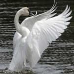 Sample 4 – Trumpter swan