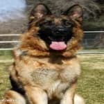 Sample 4 – German sheperd