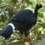Sample 3 – Horned guan