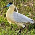 Sample 1 – Capped heron