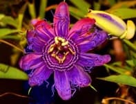 Sample 5 – Passion flower