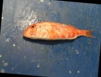 Sample 4 – Red mullet