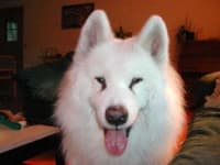 Sample 4 – Samoyed