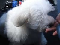 Sample 4 – Maltese dog