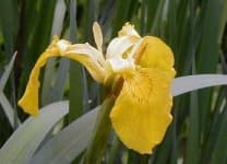 Sample 2 – Yellow iris