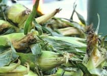 Sample 5 – Corn
