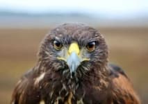 Sample 5 – Hawk