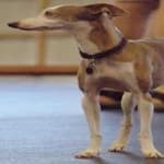 Sample 2 – Greyhound