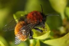 Sample 6 – Bee