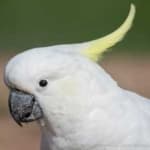 Sample 6 – Cockatoo