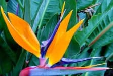 Sample 10 – Bird of paradise flower