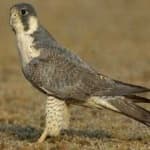Sample 6 – Peregrine falcon