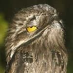 Sample 6 – Great potoo
