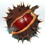 Sample 2 – Buckeye