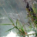 Sample 5 – Spider web