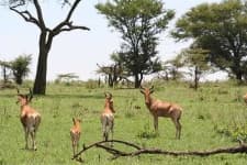 Sample 5 – Hartebeest