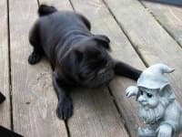 Sample 2 – Pug