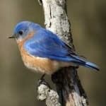 Sample 3 – Eastern bluebird